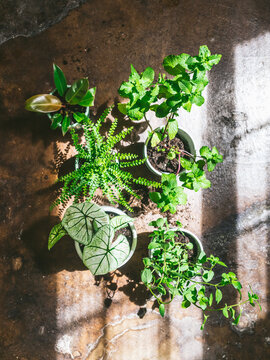 cottage core moody plant flat lay