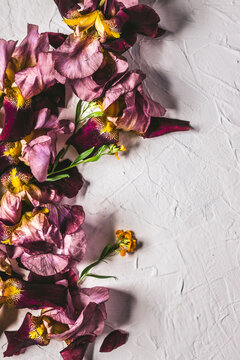 leaves and flowers on white background 