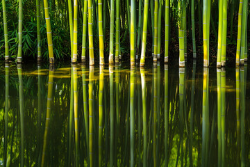 bamboo in water