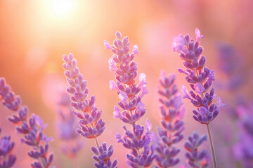 Obraz premium Lavender flowers bathed in golden sunlight with a serene and soft atmosphere.