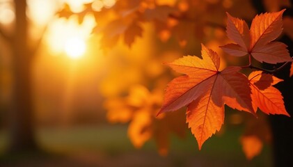 Fototapeta premium Softly glowing sun casts warm light on leaves, tree, fall, autumn leaves