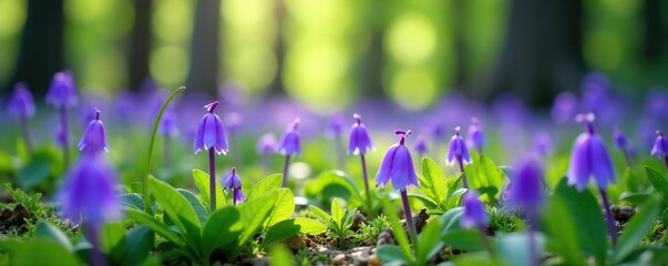 Bluebells carpet the forest floor with their delicate purple petals and green foliage, mountain flowers, alpine flowers, bluebell carpet