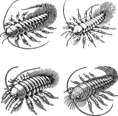 Detailed Black and White Illustrations of Ancient Marine Arthropods
