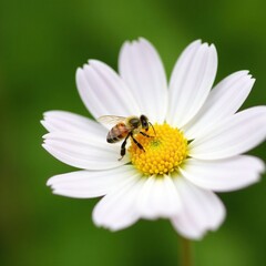 Obraz premium Small bee on white flower with delicate petals, bees on flowers, insects, blossom