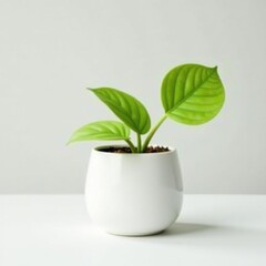 delicate green leaf on white ceramic pot isolated, green plant, minimalist