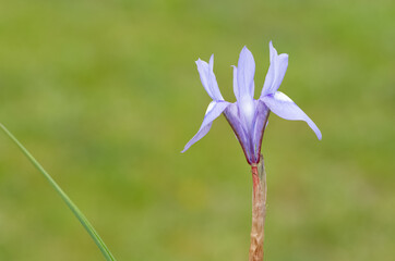 photos of wild plants, blue wildflowers.