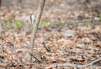 Downy Woodpecker