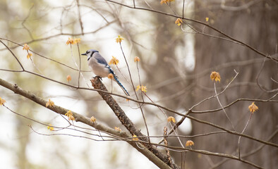 Blue Jay