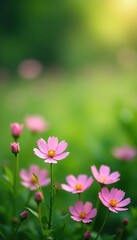 Fototapeta premium Pastel pink flowers blooming in a lush green meadow, greenery, blossoms