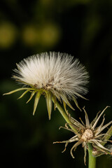Delicate white sow thistle seeds showing on dark background