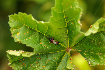 Dysdercus suturellus mating on a green leaf in nature