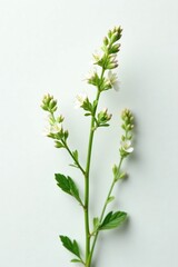 Fototapeta premium Sprig of fragrant oregano flowers against a crisp white backdrop highlighting its delicate appearance, greenery, spring