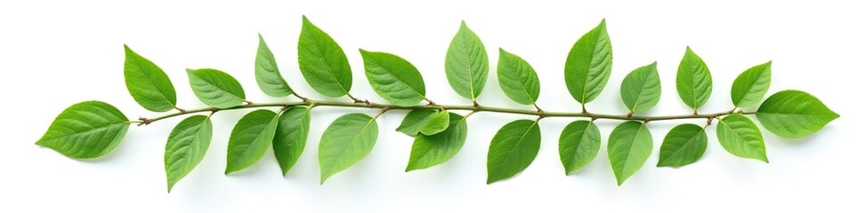 Naklejka premium Foliage branch with leaves isolated on white background, green, simple