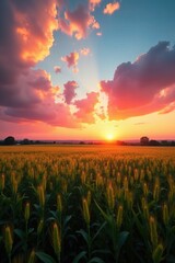 Campo de trigo en la hora del atardecer con nubes rosadas, sunset, sky, fields