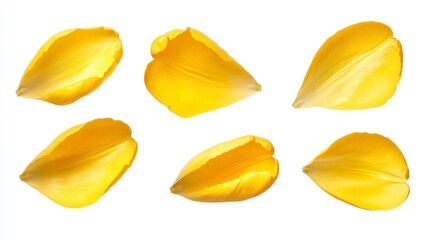 Bright Yellow Petals Isolated on White Background for Floral Design