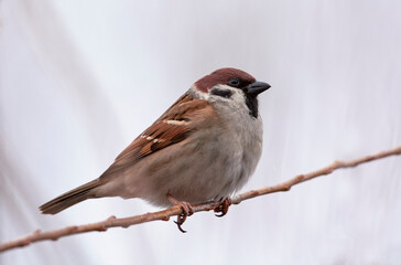 sparrow on a branch