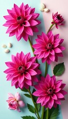 Obraz premium Overhead shot of fuchsia dahlia pinnata flowers in full bloom, , botanicals, pinnate flowers