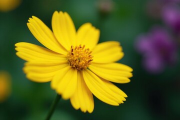 Petals unfurl on yellow cosmos with single water drop, Nature, Macro