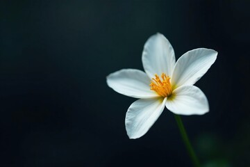 Fototapeta premium A single white bloom amidst a dark background, background, isolation