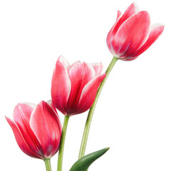 Three tulip flowers isolated on white background