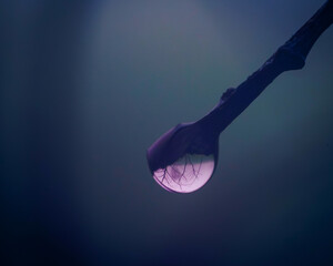 drzewa w kropli wody