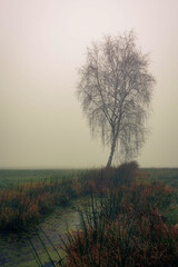 samotne drzewo we mgle