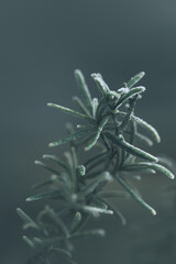 Frozen Rosemary (Salvia Rosmarinus)