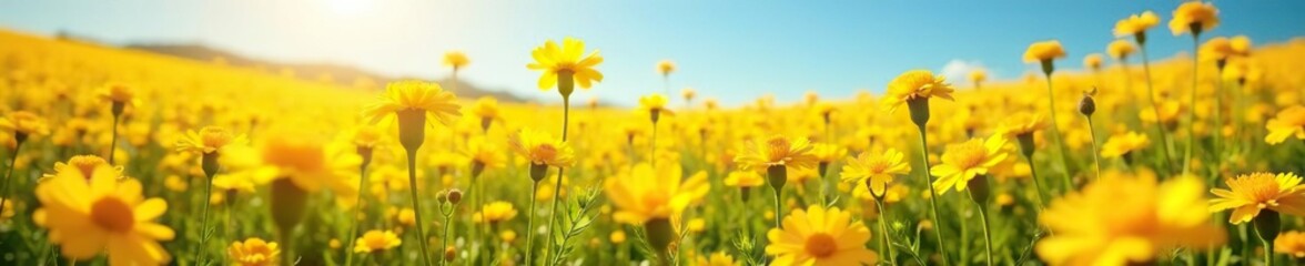 Fototapeta premium Sunny field of yellow marigold flowers swaying in wind, campo, sol, naturaleza