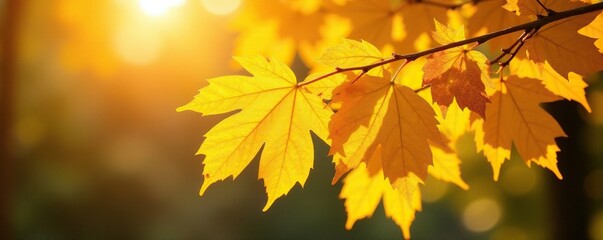 Yellow autumn leaves glow warmly on the tree's limbs in natural sunlight, yellow, foliage, warm light