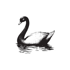 black swan on white background