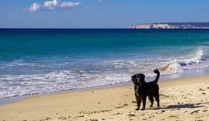 A medium-sized black dog stands on a sandy beach, gazing to the right. The dog has a curly coat, a long tail, and a white patch on its chest. The ocean stretches behind it to the horizon, 