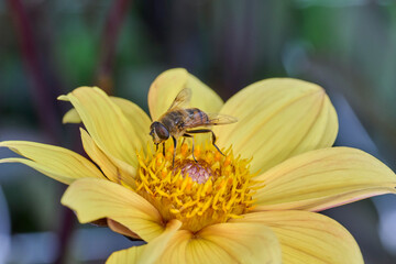 probably a bee fly on a yellow dahlia