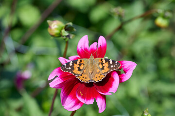 beautiful Painted Lady on a pink, red dahlia in the sun