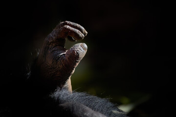 Close-up of a chimpanzee's hand in soft light, highlighting the detailed texture and expressive pose. Ideal for: wildlife conservation, primate studies. Colours: black, brown, and beige.