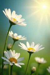 Soft petals of white daisies sway in gentle breeze, flowers, sun