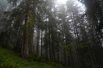 Misty forest landscape with tall pine trees and soft green foliage during a foggy morning in a tranquil environment. Hiking in Carpathian Mountains, Ukraine