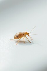 A small beige insect crawling on a smooth and polished white surface, , beige insect, polished