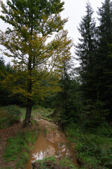 Stream winding through a lush forest with trees showing early signs of autumn in a serene landscape. Hiking in Carpathian Mountains, Ukraine