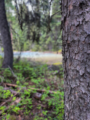 Obraz premium Close view of tree bark on hiking trail in Idaho forest
