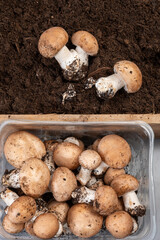 Brown champignons mushrooms from underground caves in Kanne, Belgium, organic farm