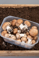 Brown champignons mushrooms from underground caves in Kanne, Belgium, organic farm
