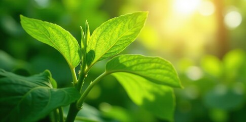 Large soybean leaves on a stem with sunlight filtering through, botanical, foliage, nature