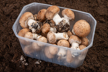 Brown champignons mushrooms from underground caves in Kanne, Belgium, organic farm