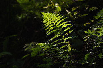 Sunlight illuminates a vibrant fern in a lush forest setting during the late afternoon. Hiking in Carpathian Mountains, Ukraine