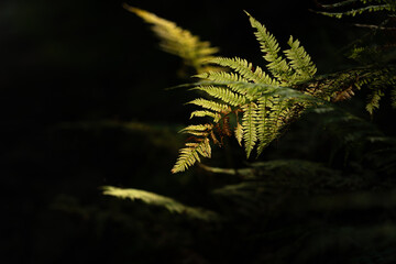 Ferns illuminated by soft light in a dense forest during the late afternoon. Hiking in Carpathian...