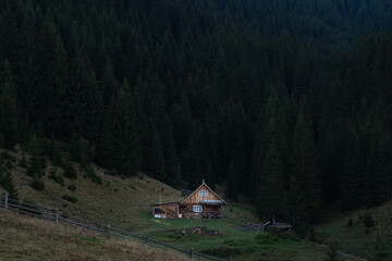 Cozy wooden cabin nestled among tall pine trees in a serene mountain valley at twilight. Hiking in Carpathian Mountains, Ukraine