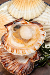 Atlantic bay scallops coquille St. James sea shells, opened in shells, catch of the day in Normandy...