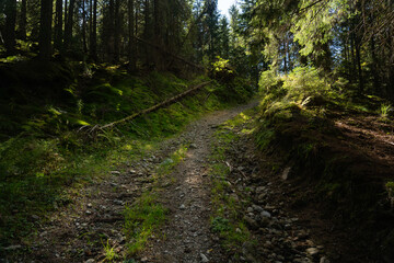 Rocky forest path winding through lush green trees in midday sunlight near a tranquil hillside. Hiking in Carpathian Mountains, Ukraine