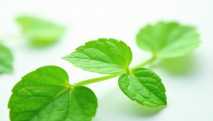 Fototapeta premium Fresh green centella asiatica leaves on white background, foliage, green leaf