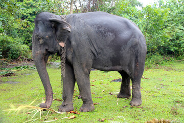 captive elephant stands in a lush green environment, restrained by chains around its neck and leg....